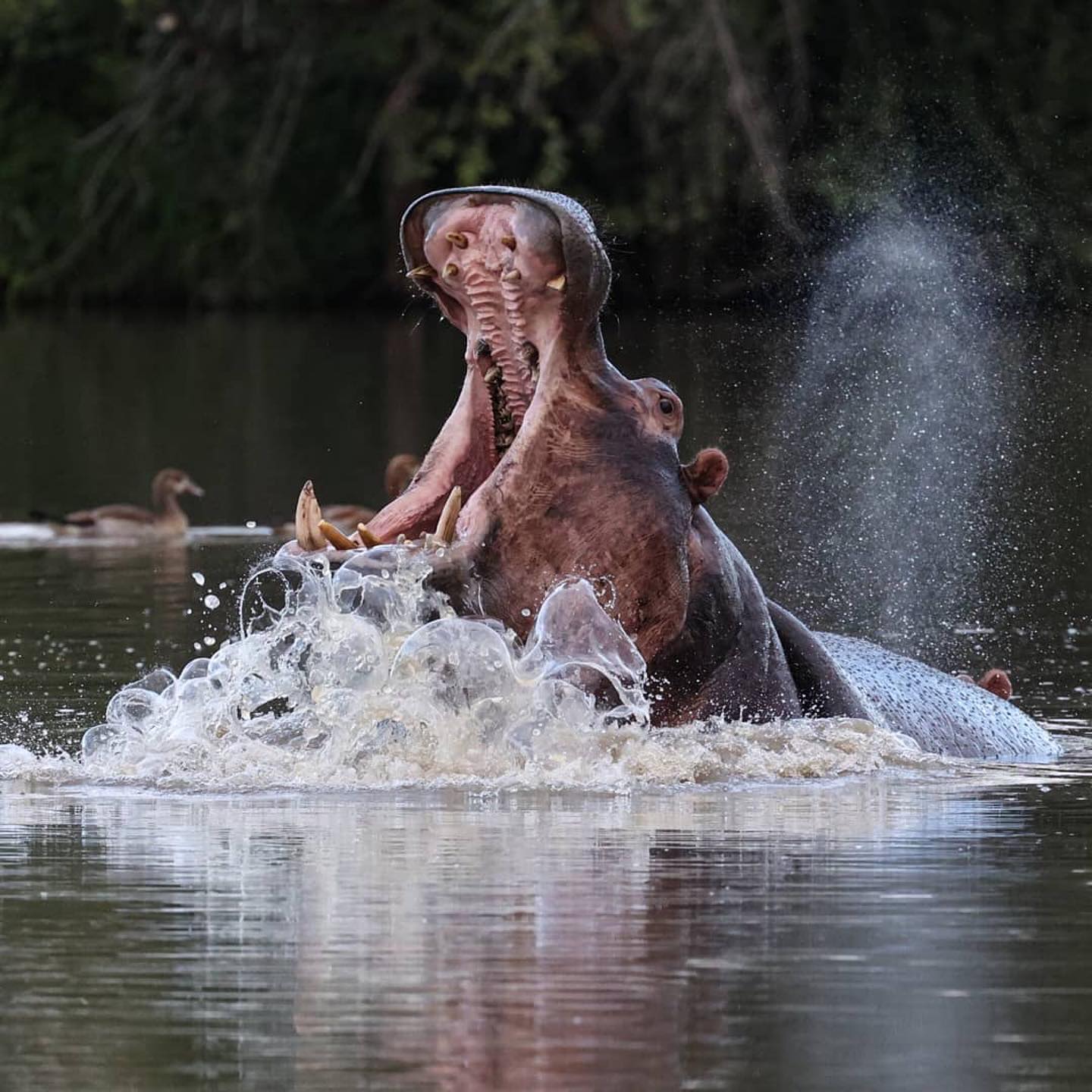 Kruger National Park Tour