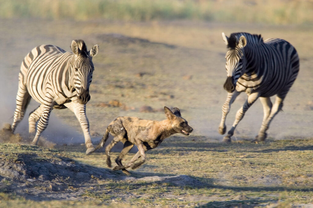 Kruger National Park Tour