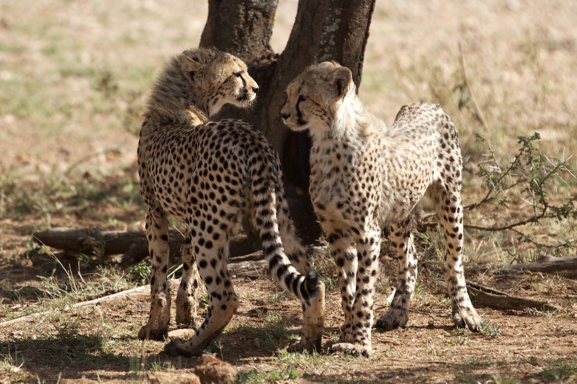 Kruger National Park Tour